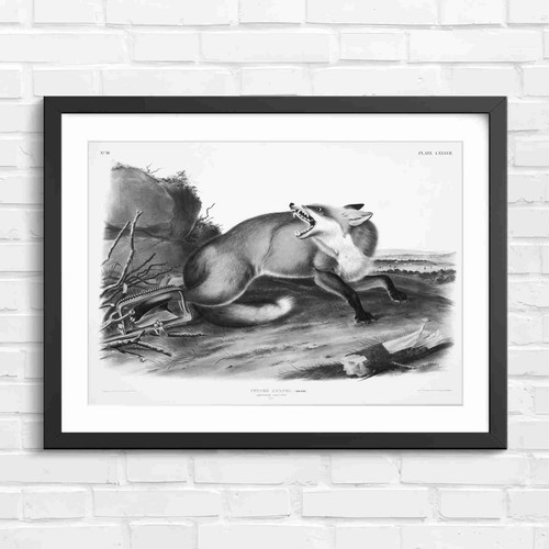 Vintage red fox caught trap - vintage,