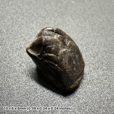 Triceratops dinosaur fossilised tooth fossil real