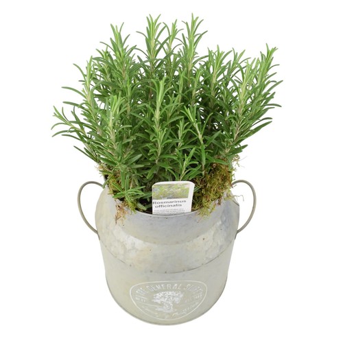 Rosemary milk churn planter - rosemary,