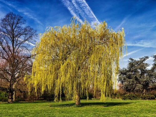 Salix chrysocoma weeping - salix,