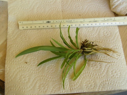 7408 chlorophytum comosum - #7408,