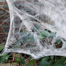 Spider Web With Spiders