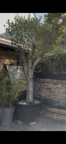 Olive tree 6ft - tree, olea