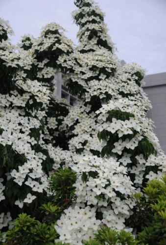 Chinese dogwood cornus kousa - dogwood,