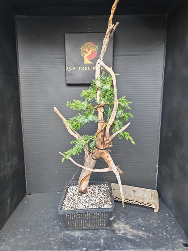 Tanuki needle juniper bonsai - tanuki,