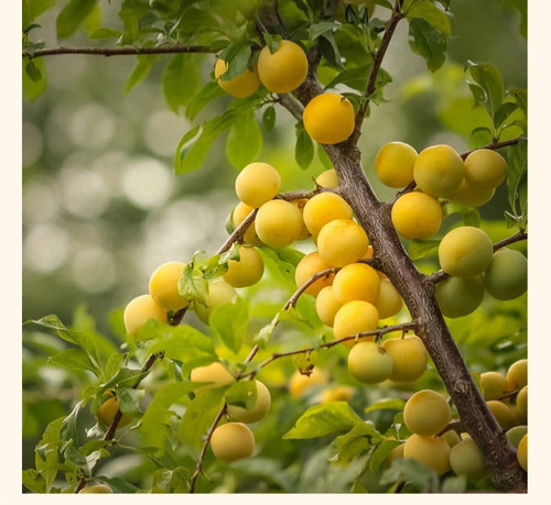 Plum tree seeds yellow - tree,