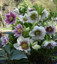 5 x Helleborus mixed plants in