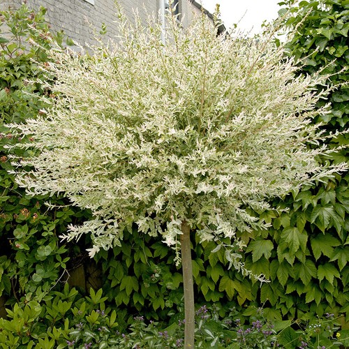 Flamingo willow tree pot - willow,