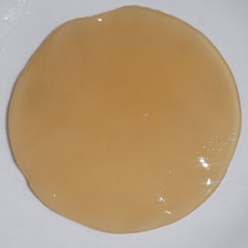 kombucha starter scoby " XL"
