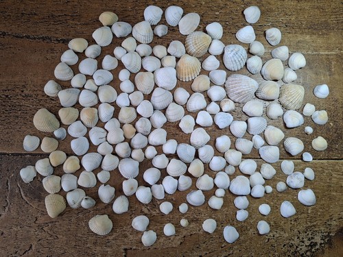 170 beach art craft - 170,