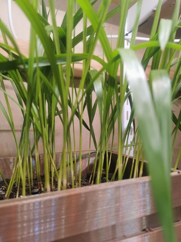 Washingtonia robusta palm - 10,