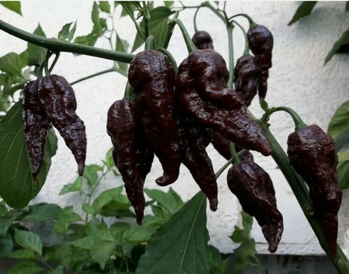 Chocolate naga jolokia - naga,