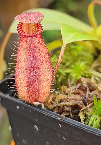 Nepenthes villosa hamata - nepenthes, x