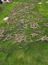 ex Army military Camouflage