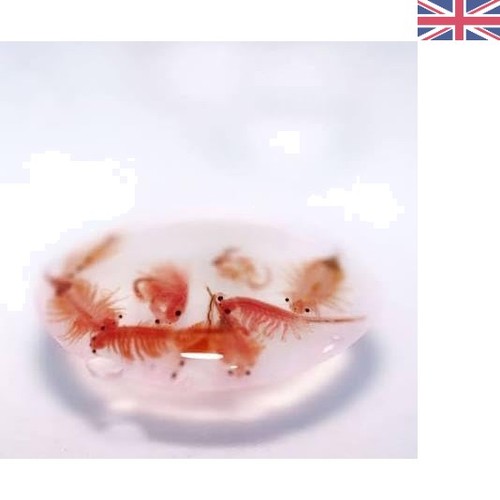 Hatch rate artemia brine - 95%,