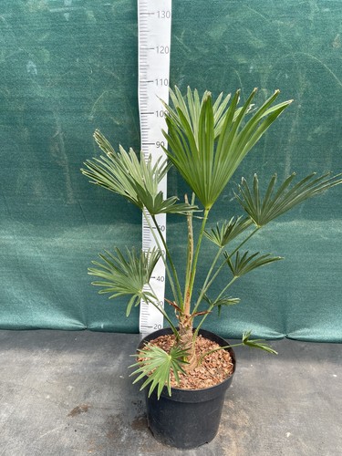 Trachycarpus wagnerianus 15l