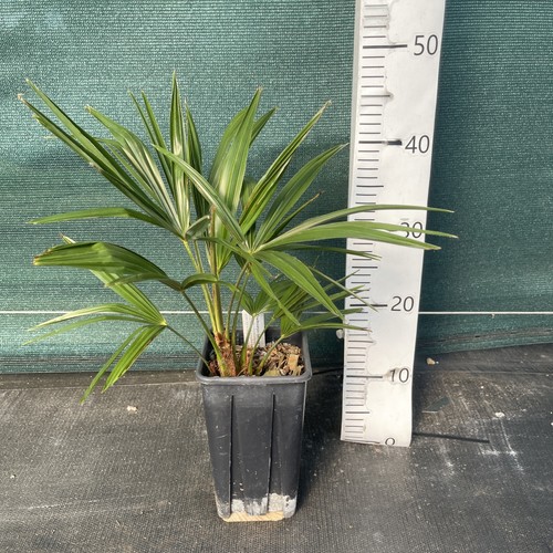 Trachycarpus fortunei nanus - x,