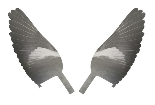 Pro flap wing decoy - wing, pigeon
