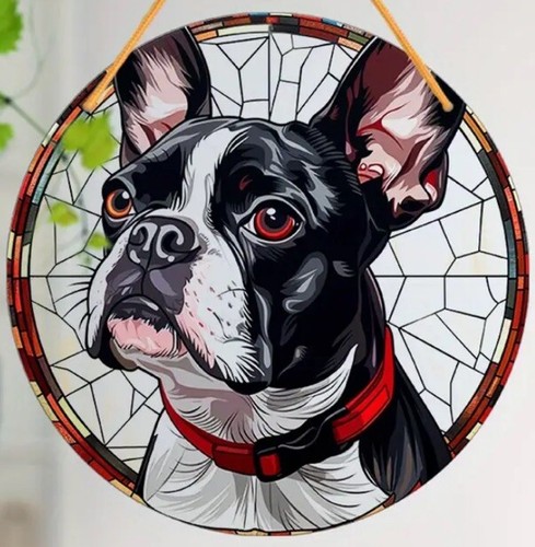 Boston terrier dog - boston,