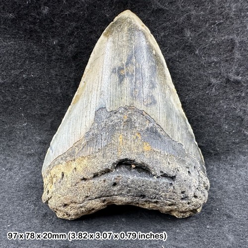 Authentic carcharodon