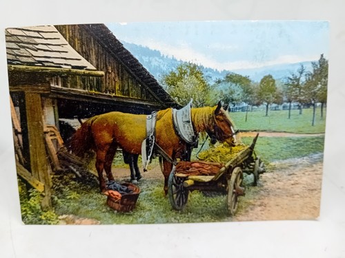 Shire horse eating - from, hay