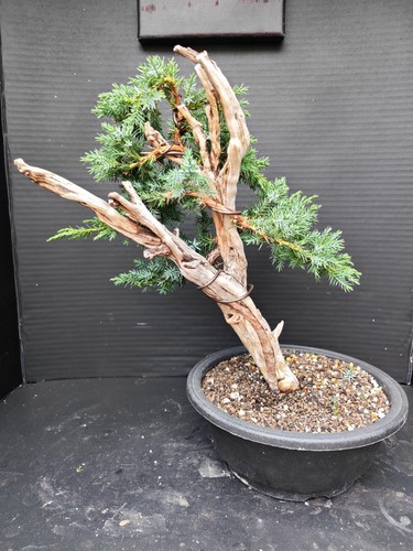 Tanuki needle juniper bonsai - tanuki,
