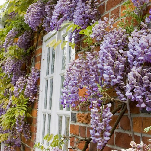 Wisteria sinensis plant - wisteria,