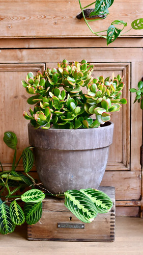 Crassula atropurpurea muirii