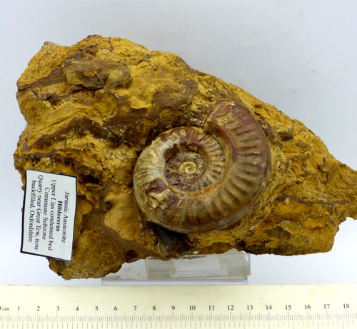 Large jurassic fossil ammonite - large,