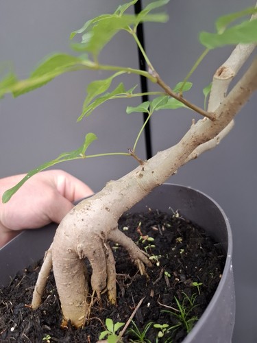 Yamadori fraxinus ornus bonsai - fraxinus,