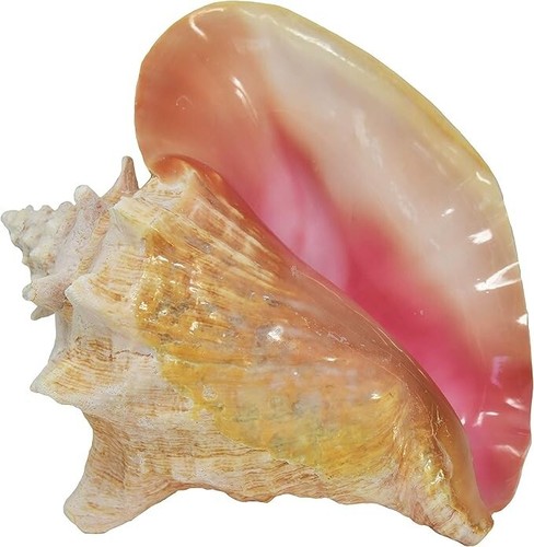 Large bahama queen conch - bahama,
