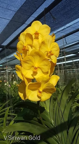Rare vanda sirivan gold - rare, orchid