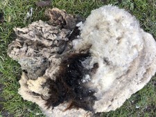Shetland Ewe Whole Fleece/
