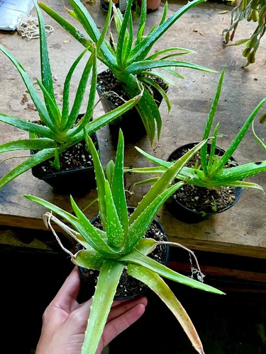 Aloe vera house plant - aloe,