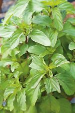 Peppermint Seeds 200 Fresh Garden Herb Seeds Mint Plant UK Indoor Outdoor Hardy