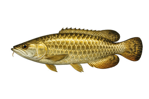 Asian arowana fish self - fish,