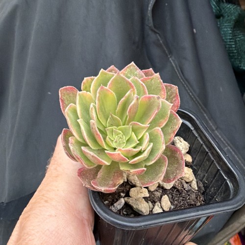 Aeonium purple clouds - aeonium,