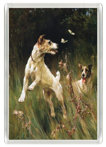 Jack russell terrier dogs - terrier, dog