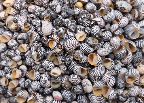 Zebra nerite seashells - zebra,