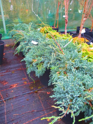 Juniper blue carpet - carpet,