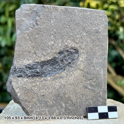 Rare osteolepis panderi - osteolepis,