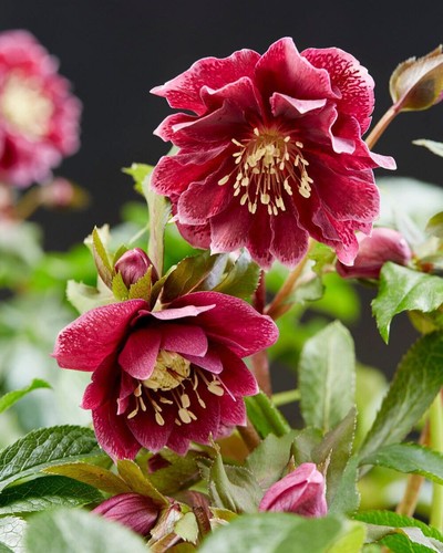 Hellebore double red - double,
