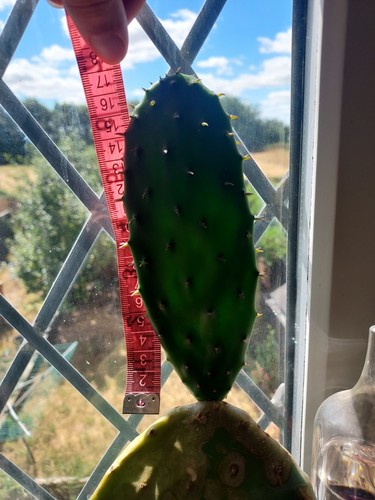 Opuntia cactus prickly - opuntia,
