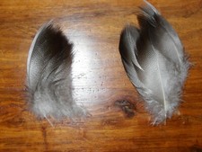 20 LARGE BRONZE  MALLARD DUCK FEATHERS,FLY TYING,4" JEWELLERY ART & CRAFT