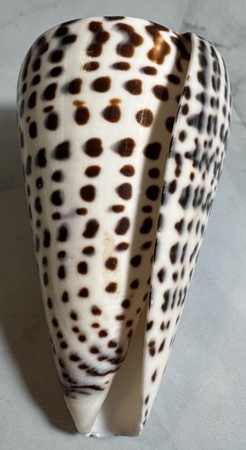 Leopard cone seashell spotted - cone,