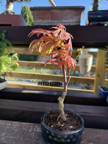 Japanese maple bonsai - maple,