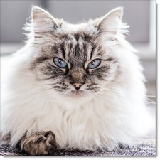 Doodlecards Happy Birthday