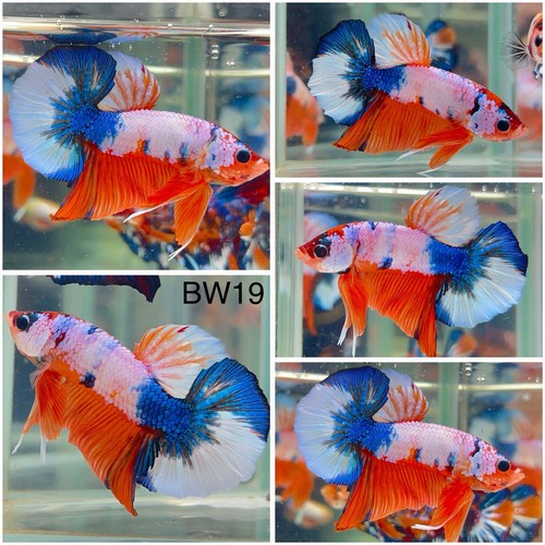 Male betta live fish koi - live,