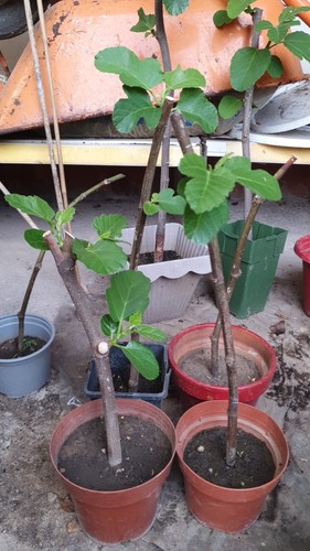 Live organic sweet fig fruit - fig,