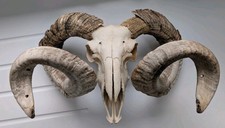 Vintage Ram Sheep Skull &
